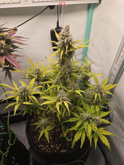 Animal Zamnesia. Week 9