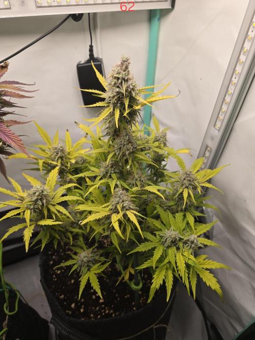 Animal Zamnesia. Week 9