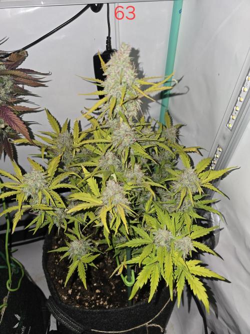 Animal Zamnesia. Week 9