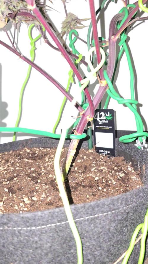 Bananas-FastBuds