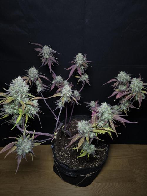 Bananas-FastBuds. Week 10