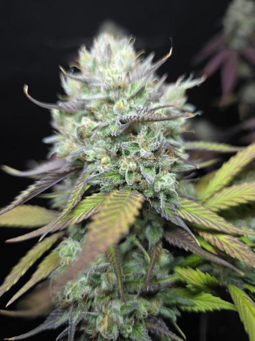 Bananas-FastBuds. Week 10