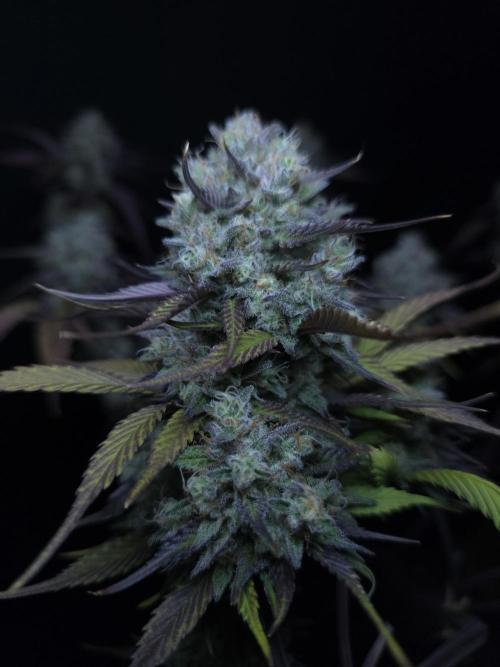 Bananas-FastBuds. Week 10