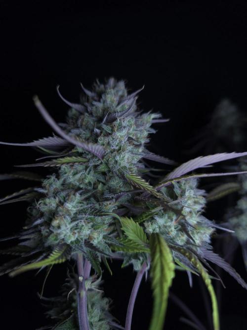 Bananas-FastBuds. Week 10