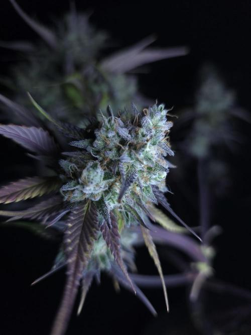 Bananas-FastBuds. Week 10