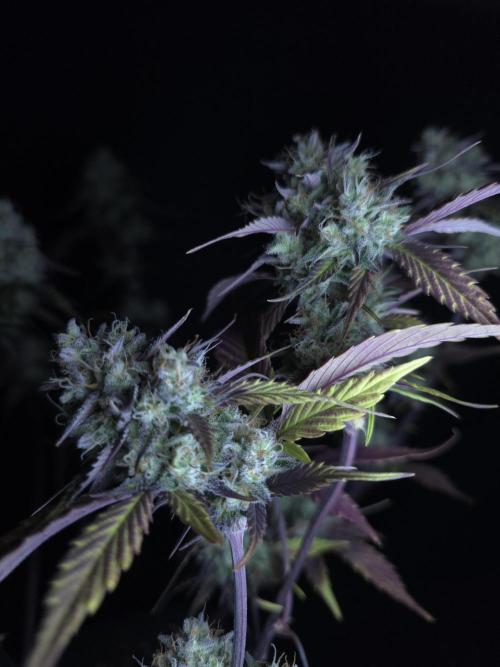 Bananas-FastBuds. Week 10