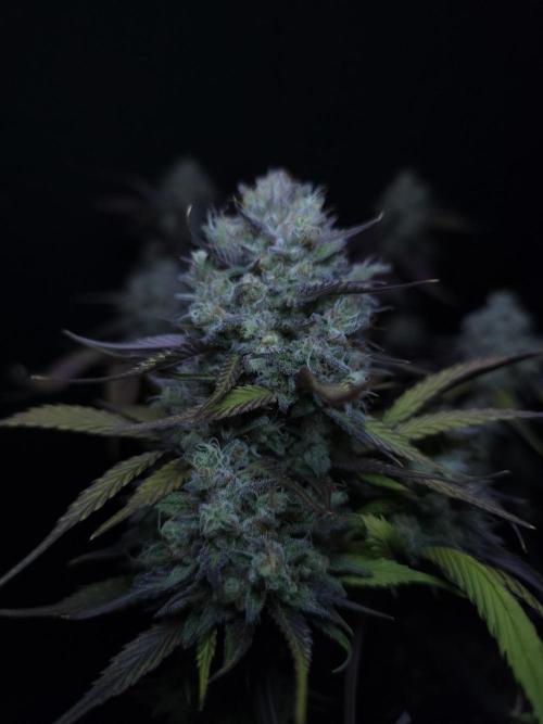 Bananas-FastBuds. Week 10