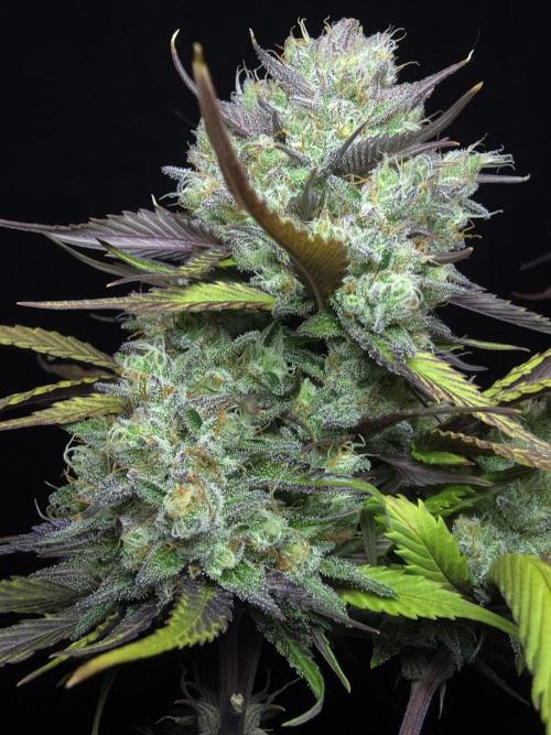 Bananas-FastBuds. Week 10