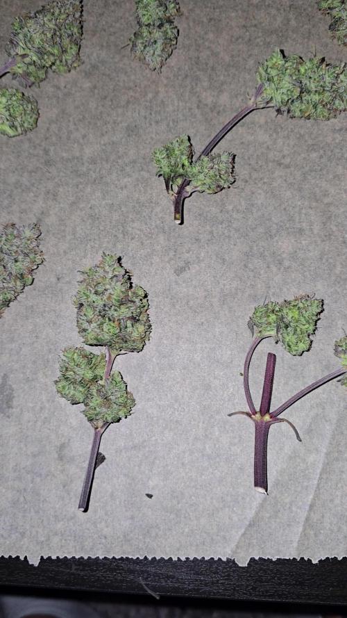 Bananas-FastBuds