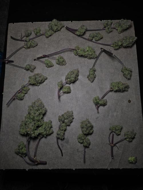 Bananas-FastBuds. Week 10