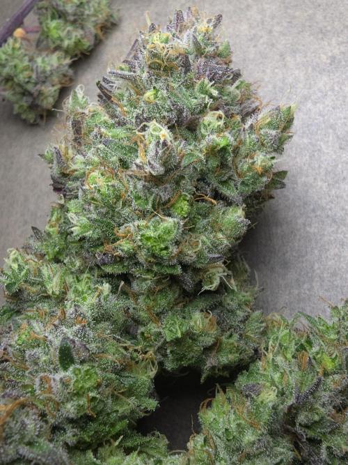 Bananas-FastBuds. Week 10