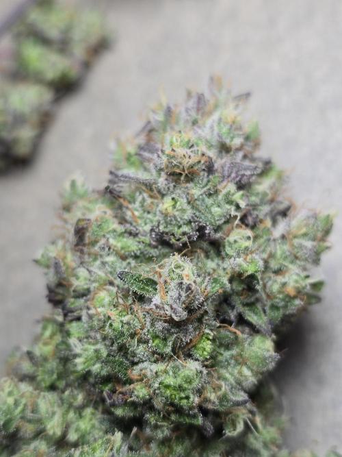 Bananas-FastBuds. Week 10