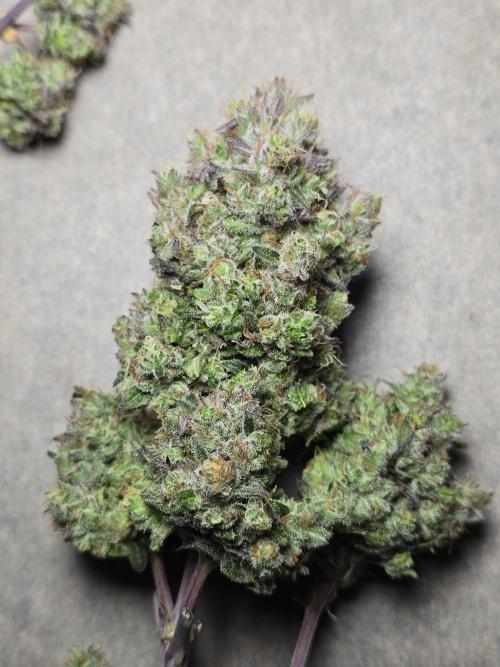 Bananas-FastBuds. Week 10