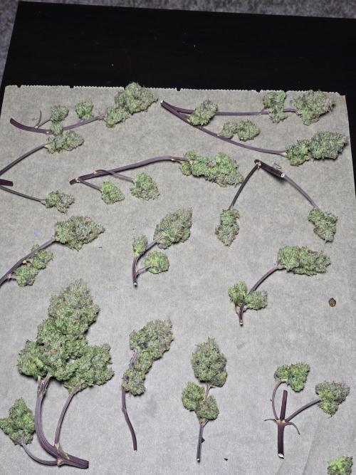 Bananas-FastBuds. Week 10