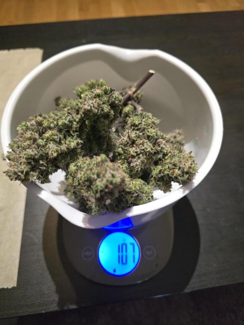 Bananas-FastBuds. Week 10