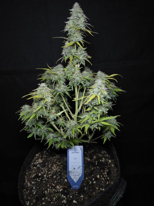 Animal Zamnesia. Week 10