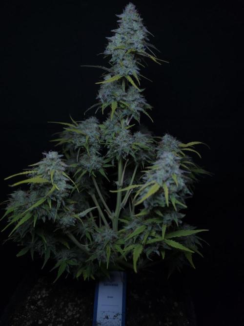 Animal Zamnesia. Week 10