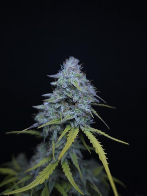 Animal Zamnesia. Week 10