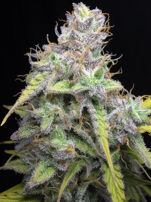 Animal Zamnesia. Week 10