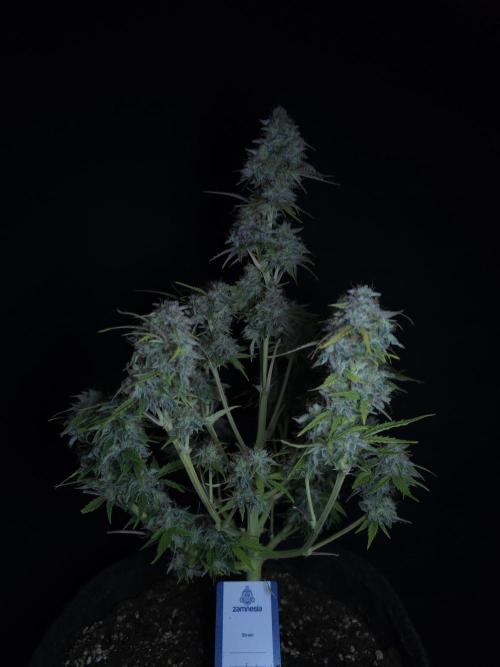 Animal Zamnesia. Week 10