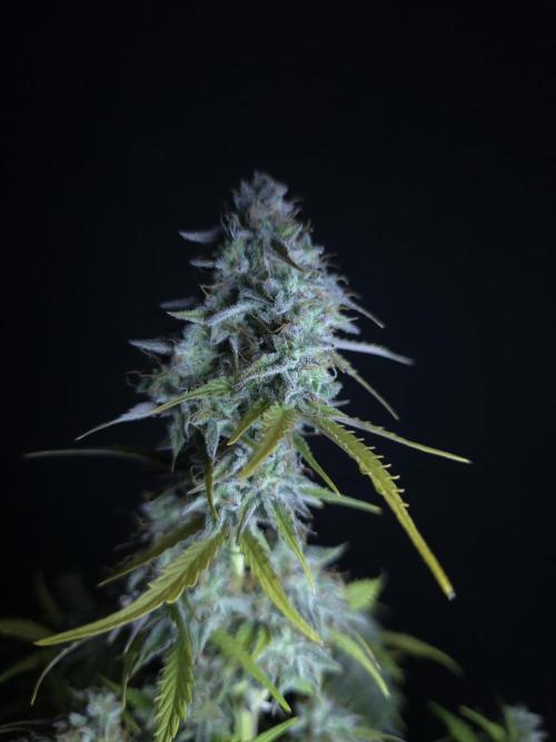 Animal Zamnesia. Week 10