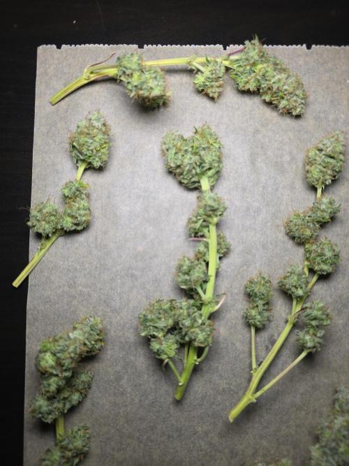 Animal Zamnesia. Week 10