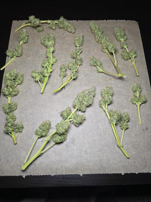 Animal Zamnesia. Week 10