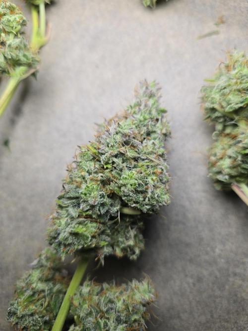 Animal Zamnesia. Week 10