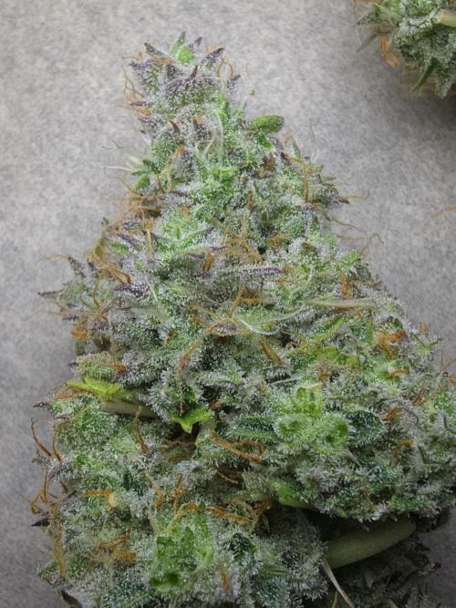 Animal Zamnesia. Week 10