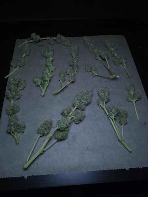 Animal Zamnesia. Week 10