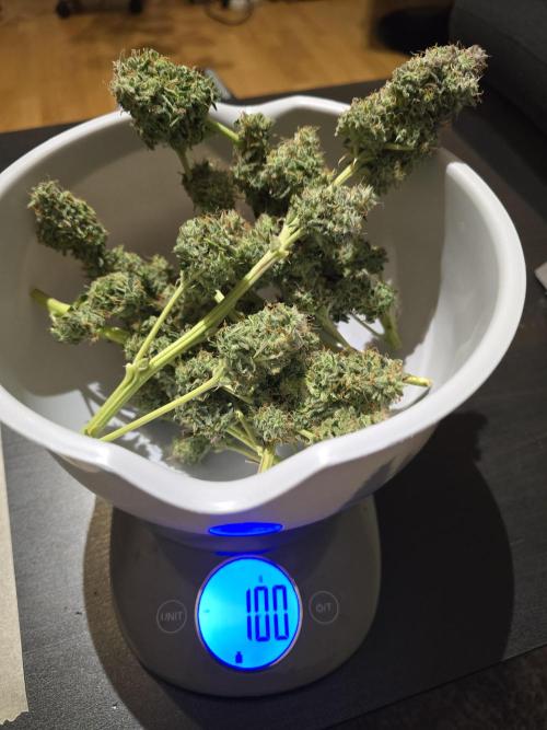 Animal Zamnesia. Week 10