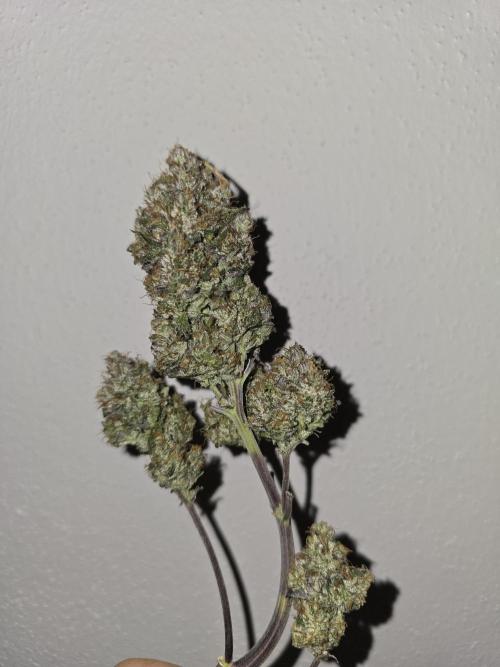 Bananas-FastBuds. Week 10