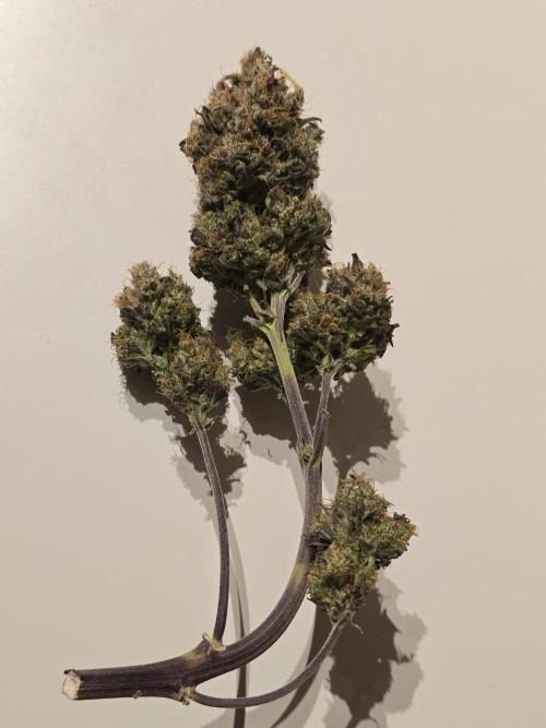 Bananas-FastBuds. Week 10