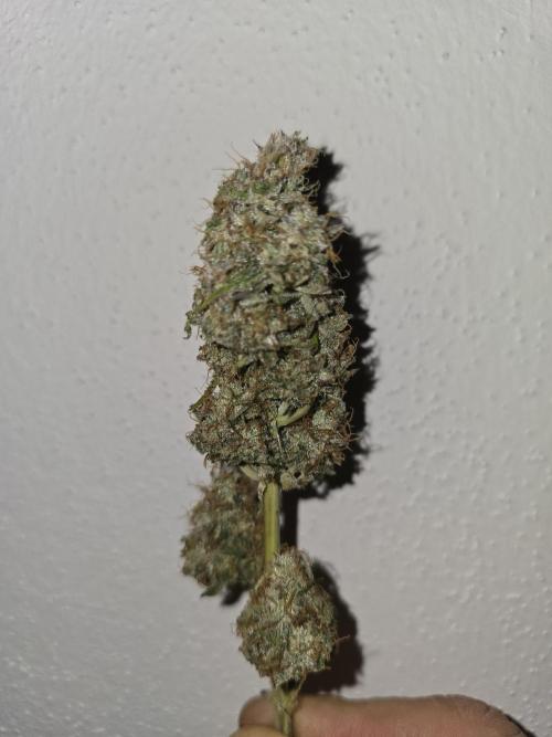 Animal Zamnesia. Week 10