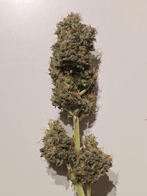 Animal Zamnesia. Week 10