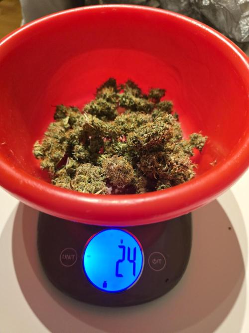 Animal Zamnesia. Week 10