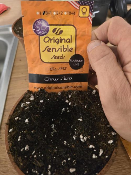 Citrus slurp. Week 1