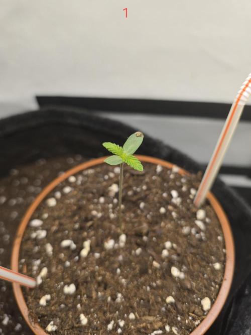 Citrus slurp. Week 1