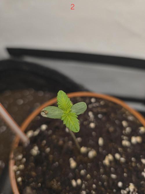 Citrus slurp. Week 1