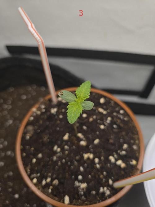 Citrus slurp. Week 1