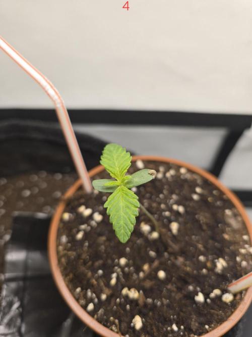 Citrus slurp. Week 1