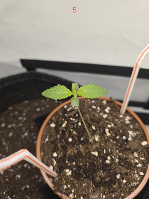 Citrus slurp. Week 1