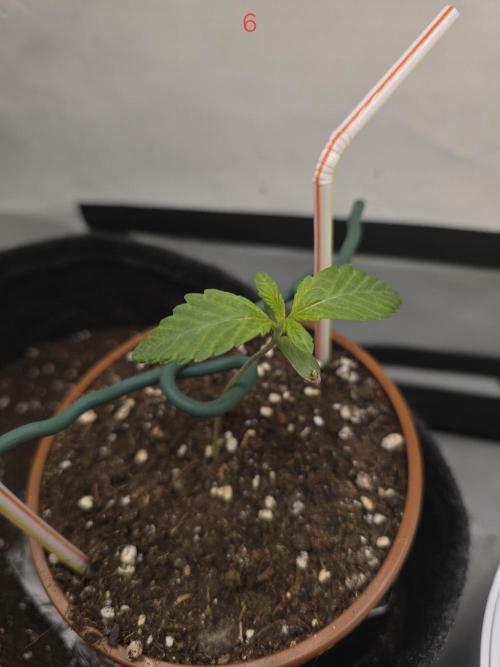 Citrus slurp. Week 1