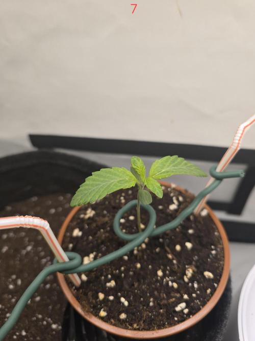 Citrus slurp. Week 1