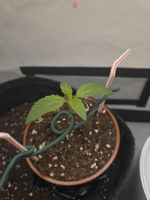 Citrus slurp. Week 2