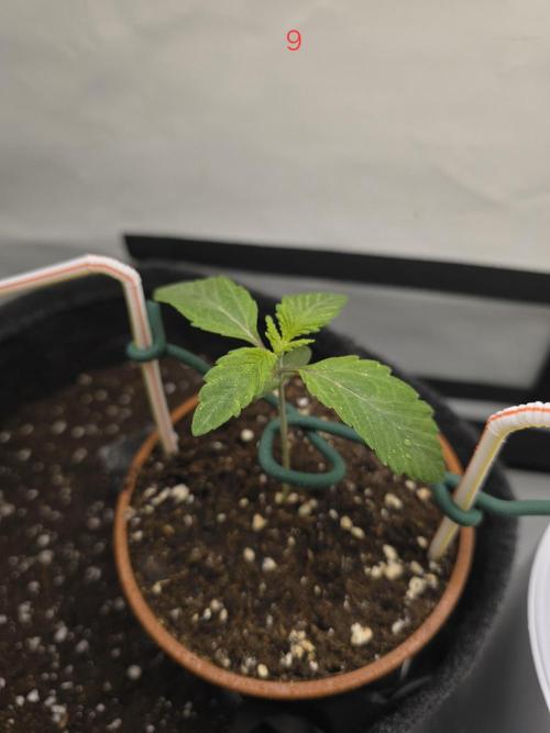 Citrus slurp. Week 2