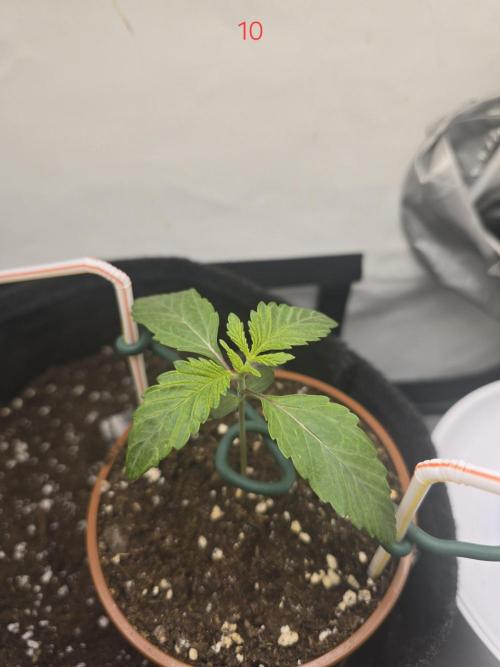 Citrus slurp. Week 2