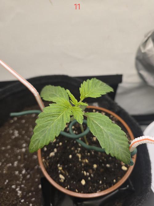 Citrus slurp. Week 2