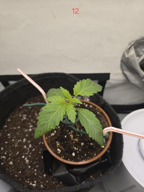 Citrus slurp. Week 2