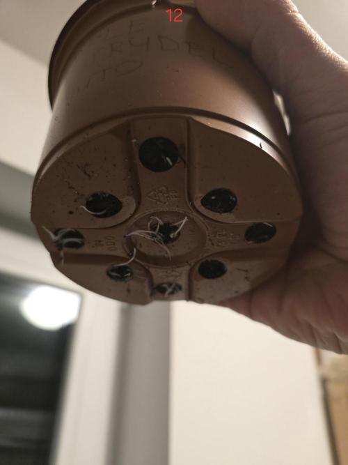 Citrus slurp. Week 2